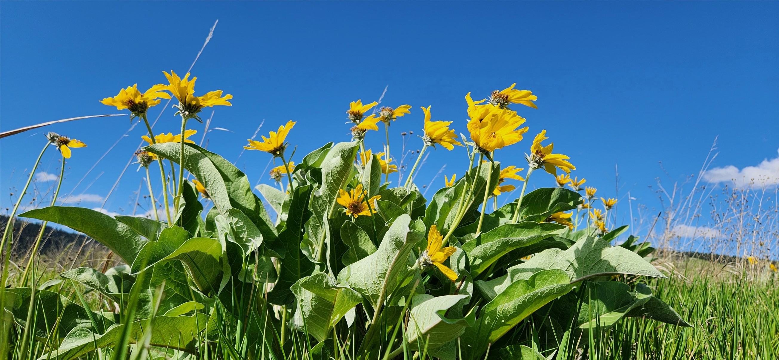 12010 Running Deer Lane