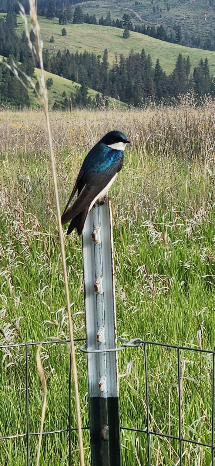 12010 Running Deer Lane