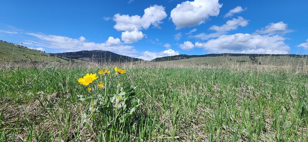 12010 Running Deer Lane