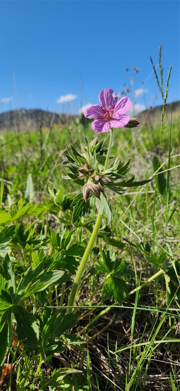 12010 Running Deer Lane