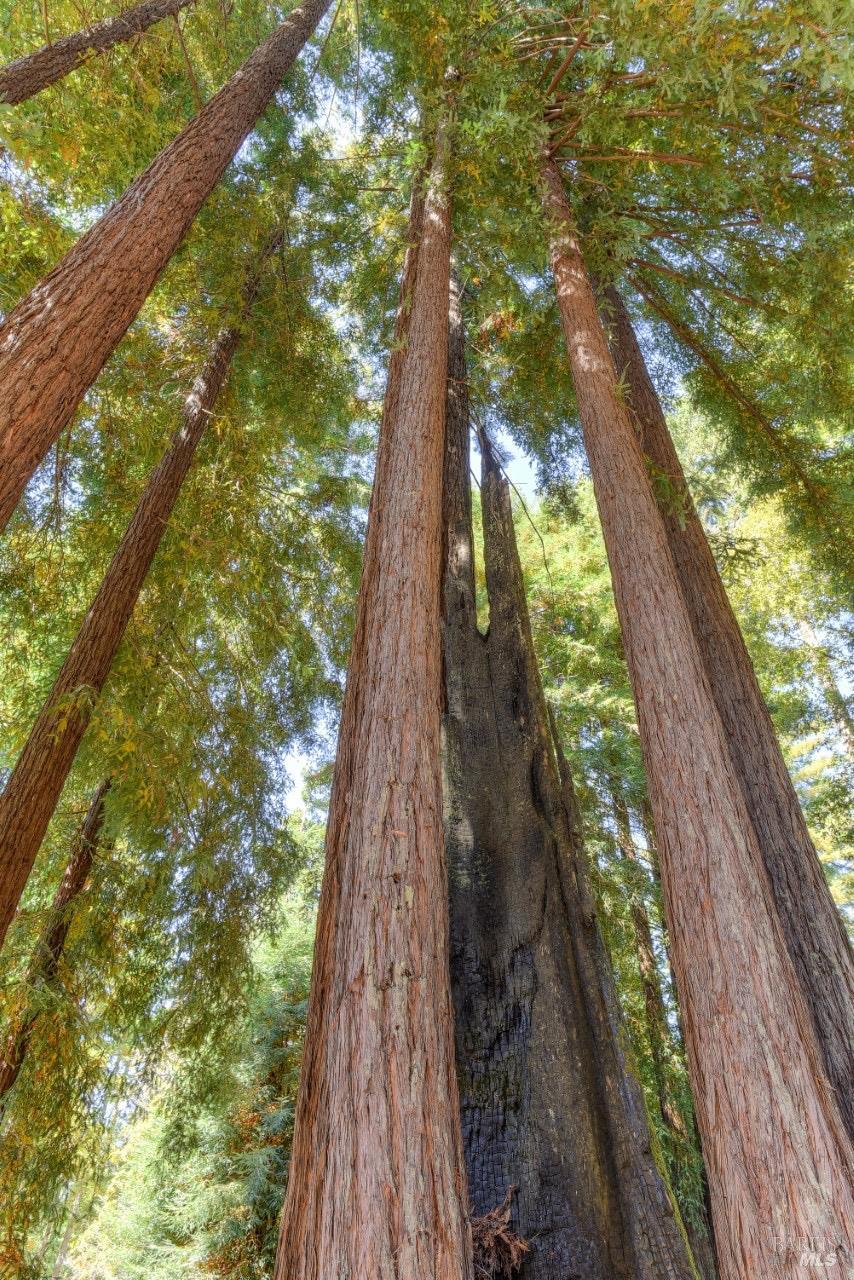 45640 Pacific Woods Rd