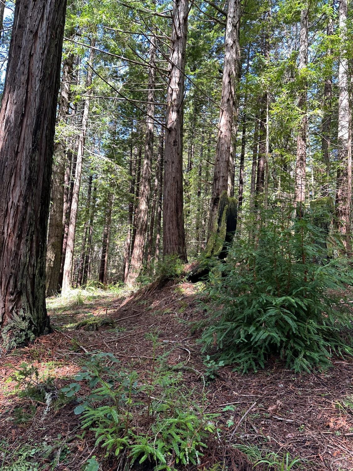 35400 Timber Ridge Rd