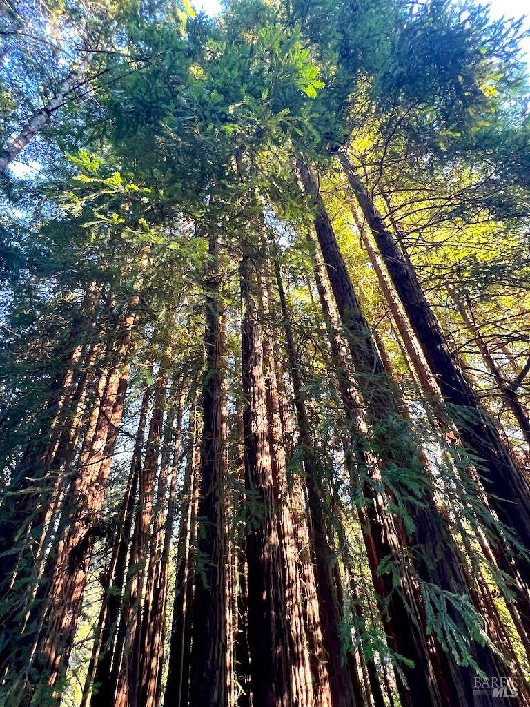 35555 Timberwood Way