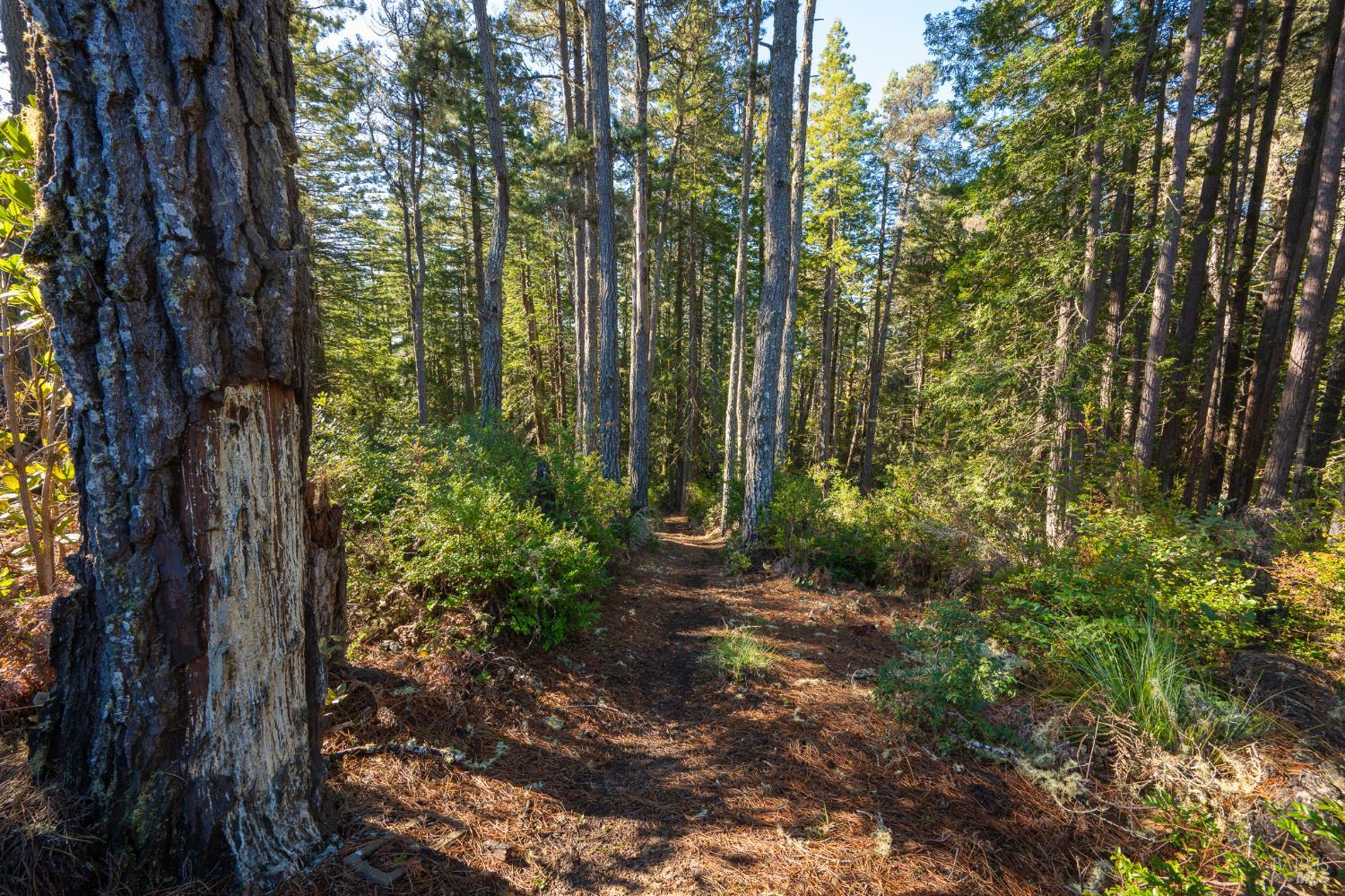 33300 Sea Forest Drive