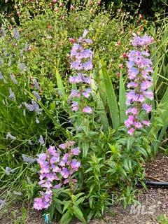 43700 Mountain View Road