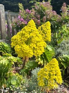 43700 Mountain View Road