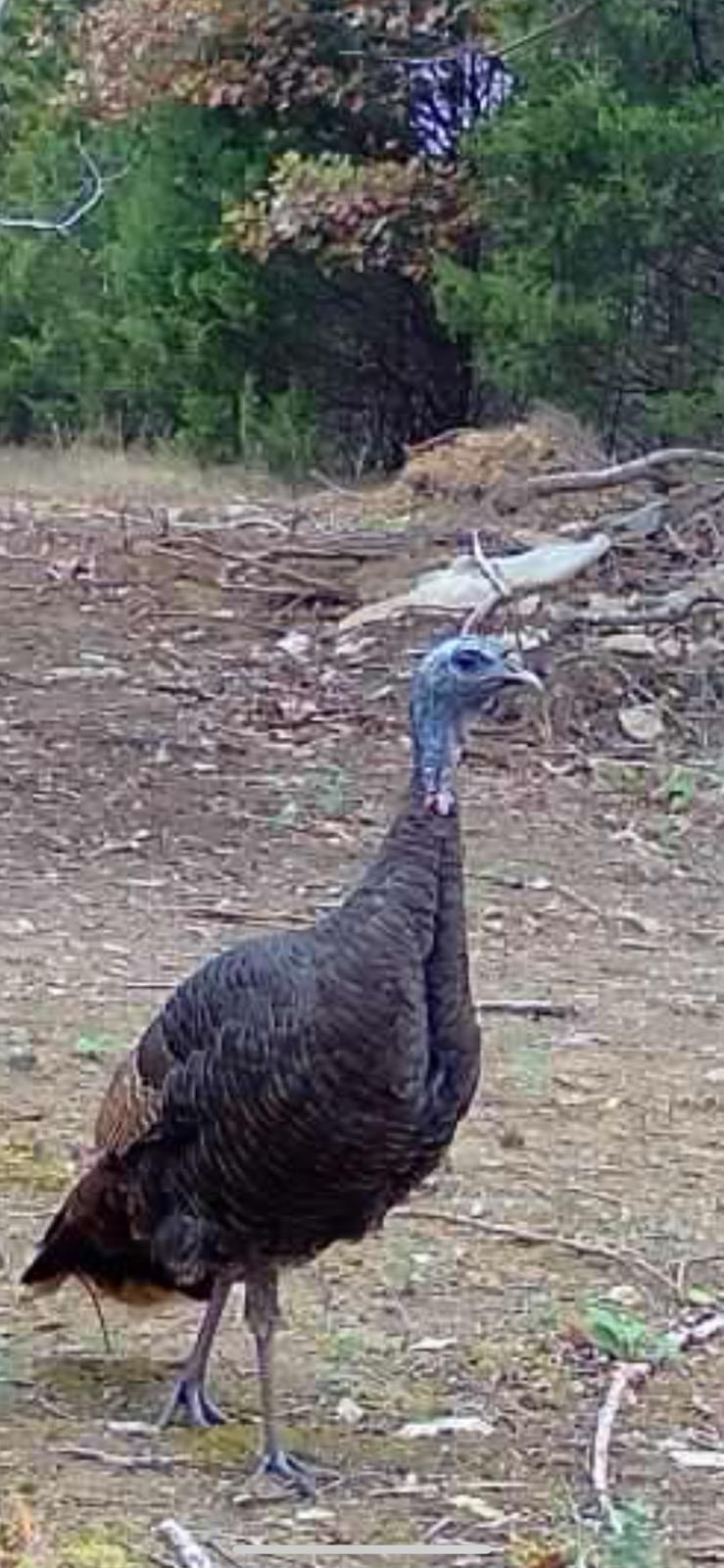 7665 Shelbyville Pike