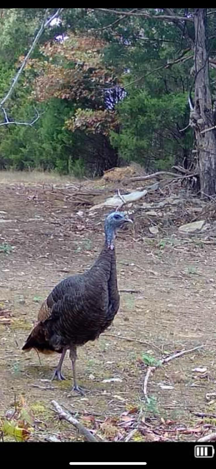 7665 Shelbyville Pike