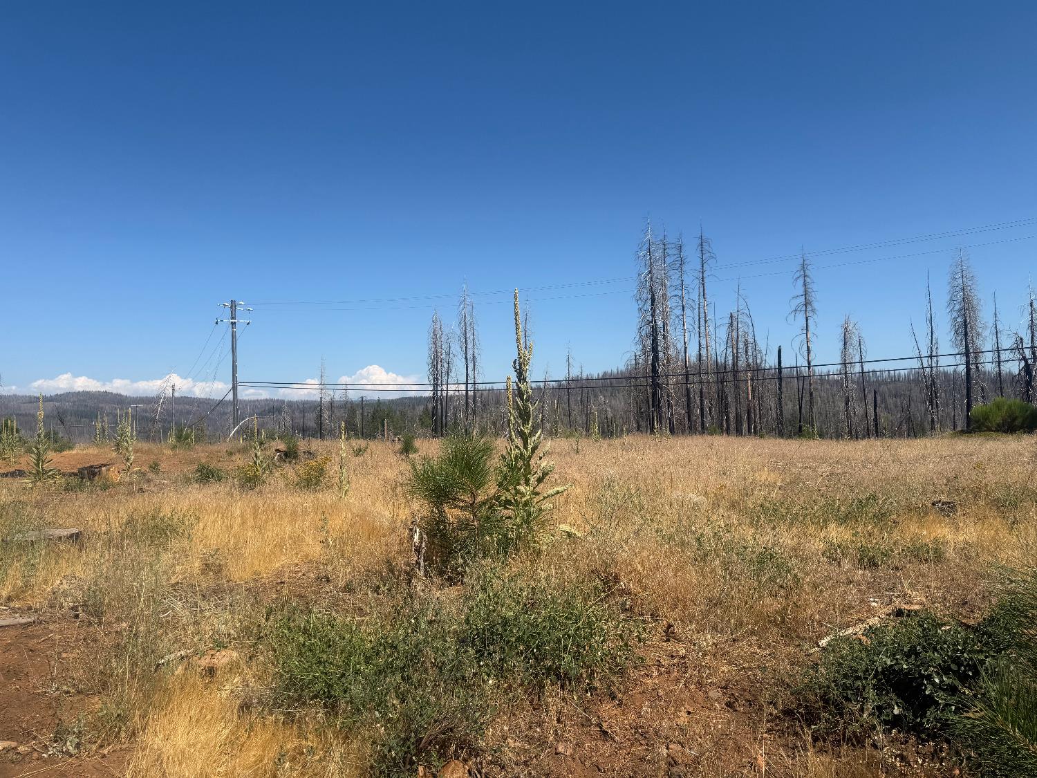 9981 Grizzly Flat Road