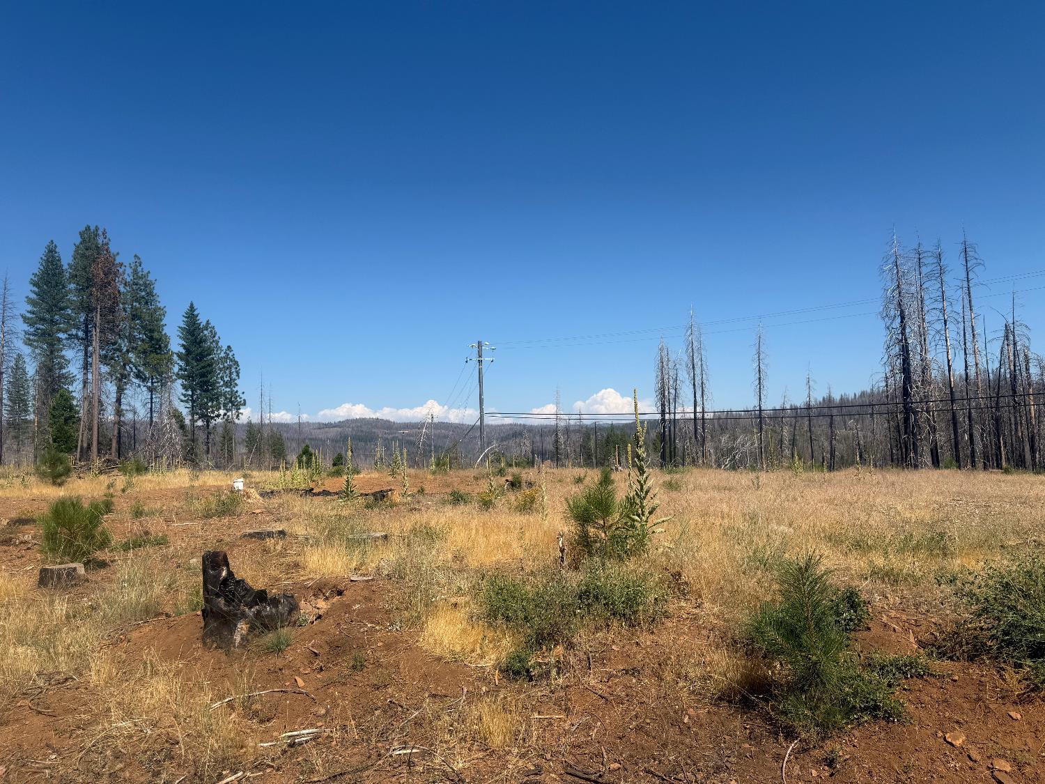 9981 Grizzly Flat Road