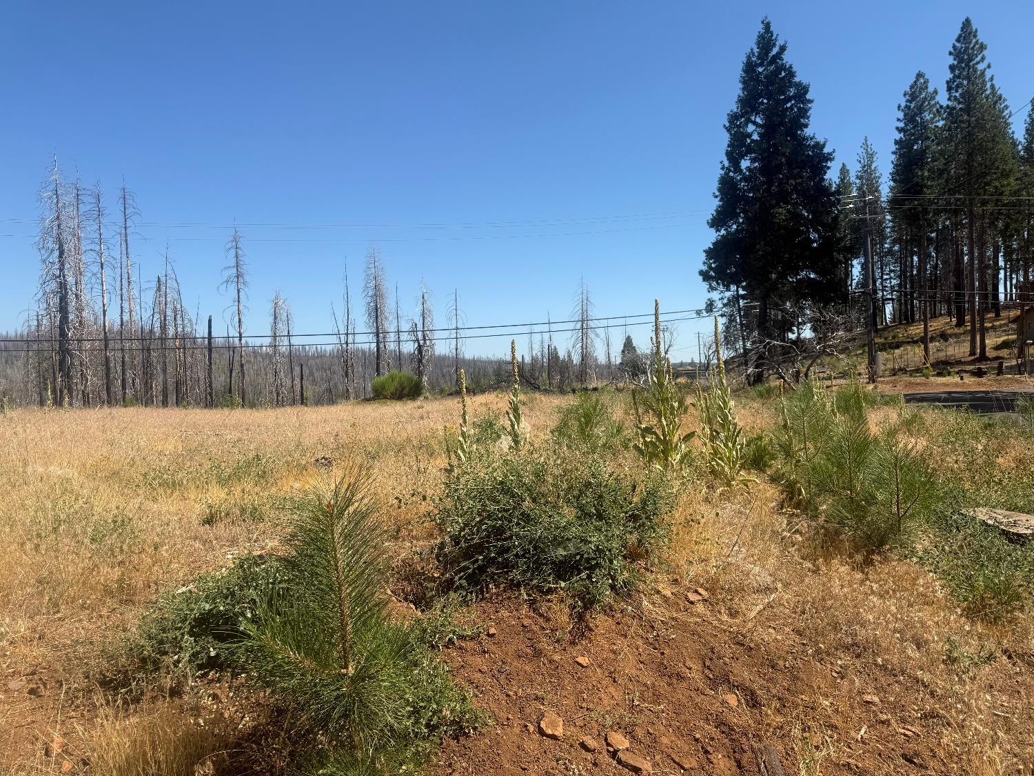 9981 Grizzly Flat Road