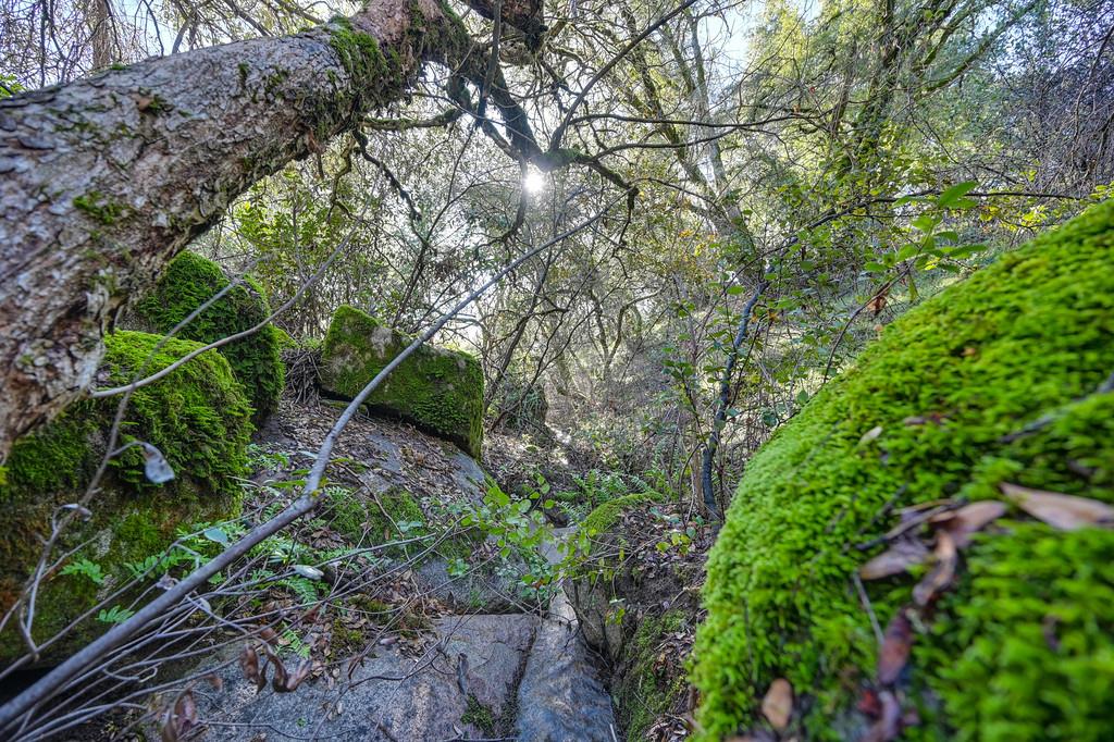 4656 Cosumnes View Trail