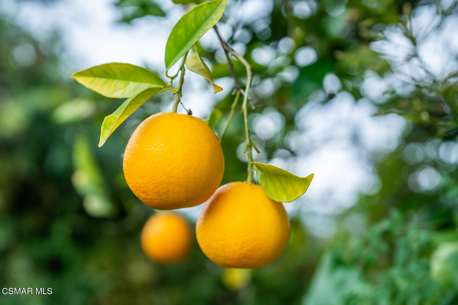 29950 Rolling Ridge Drive