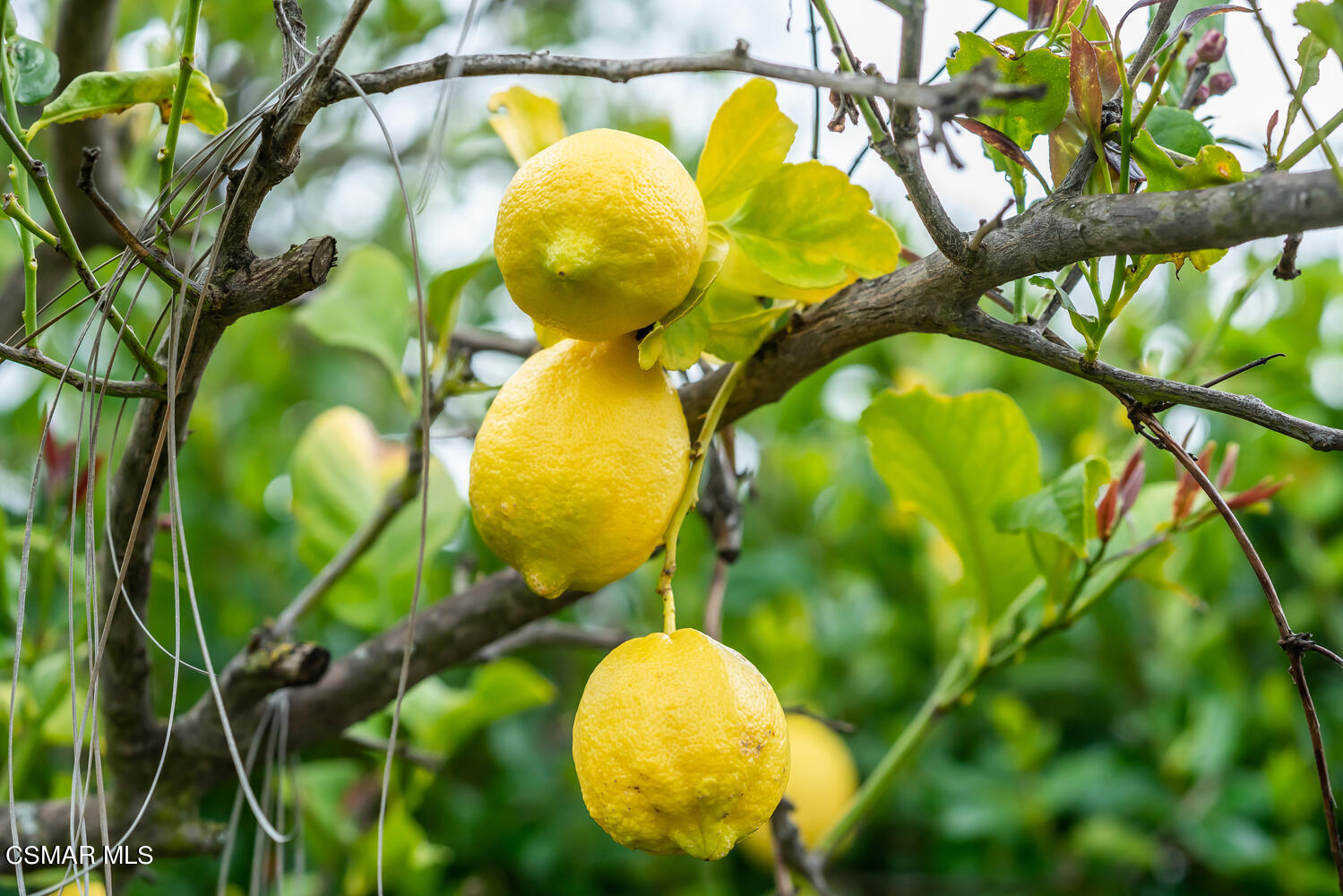 29950 Rolling Ridge Drive