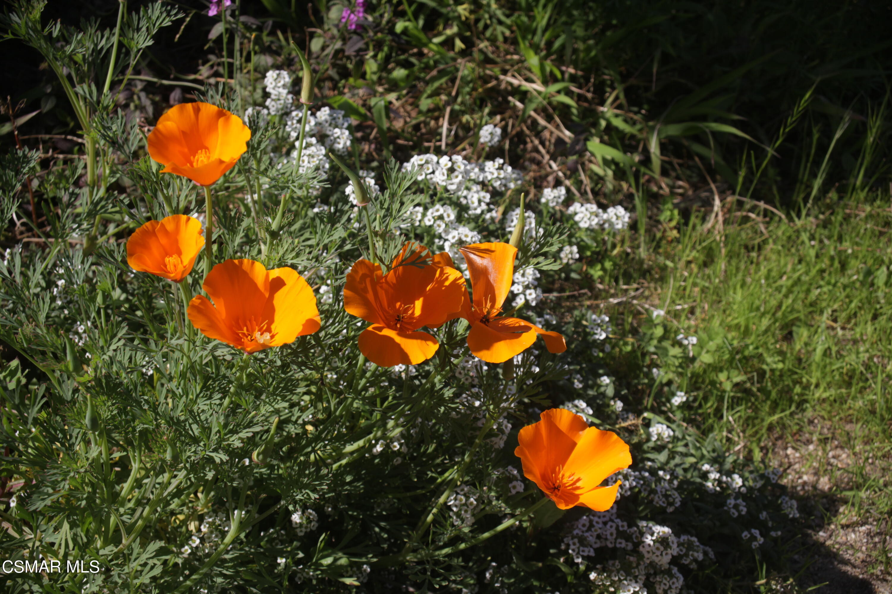 6520 Longridge Avenue