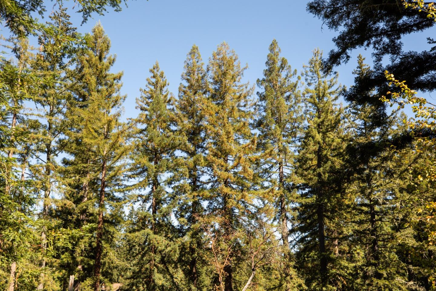 Mature trees with green and yellow foliage fill the view beneath a clear blue sky.