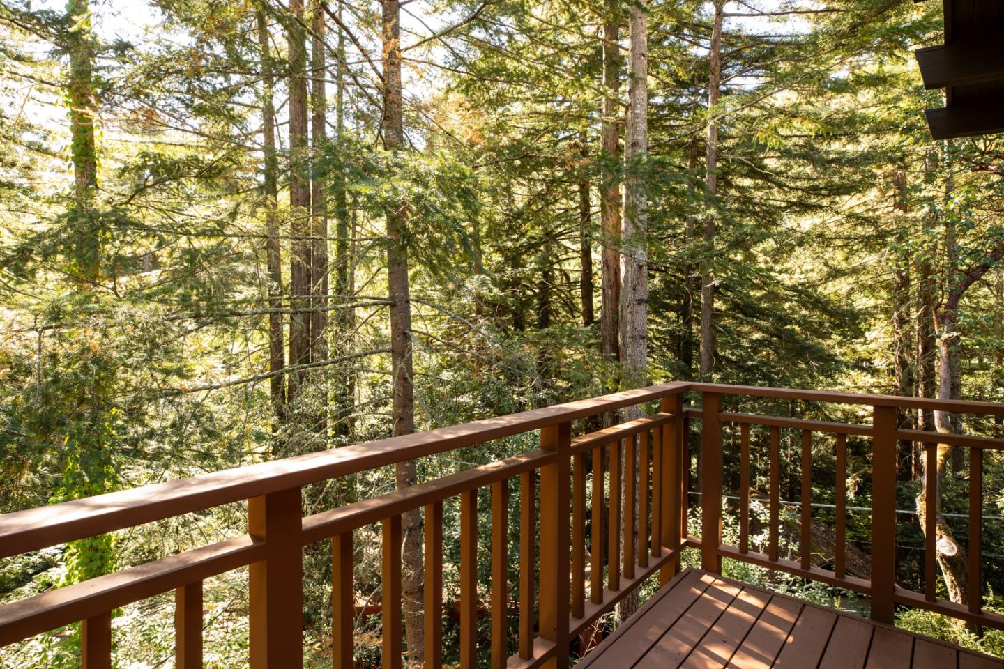 Wooden deck overlooking dense evergreen woodland in sunlight.