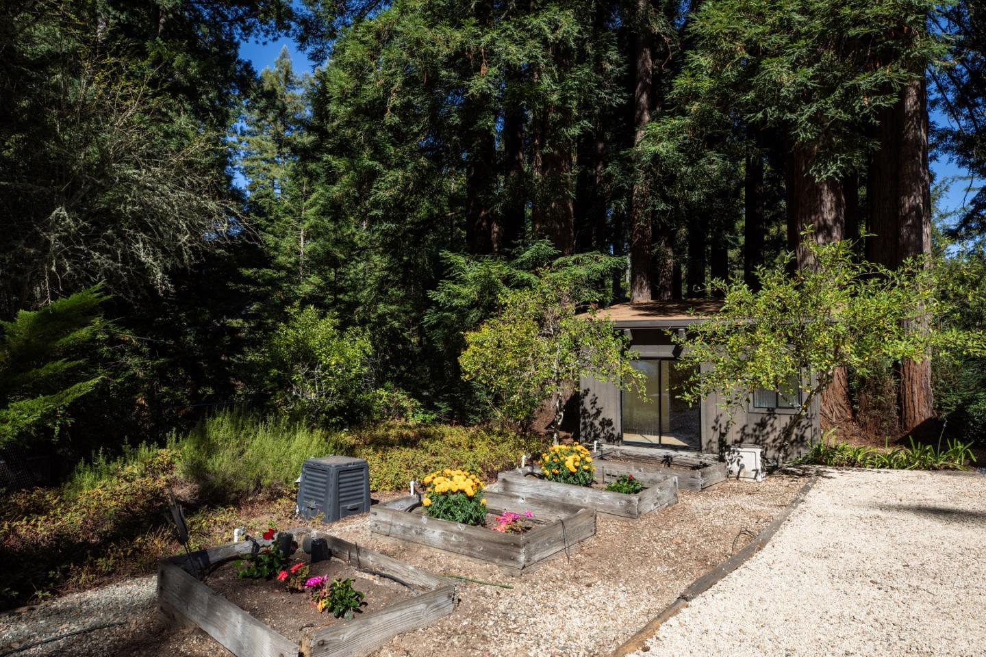 Raised flower beds and a small outbuilding beneath tall redwood trees.