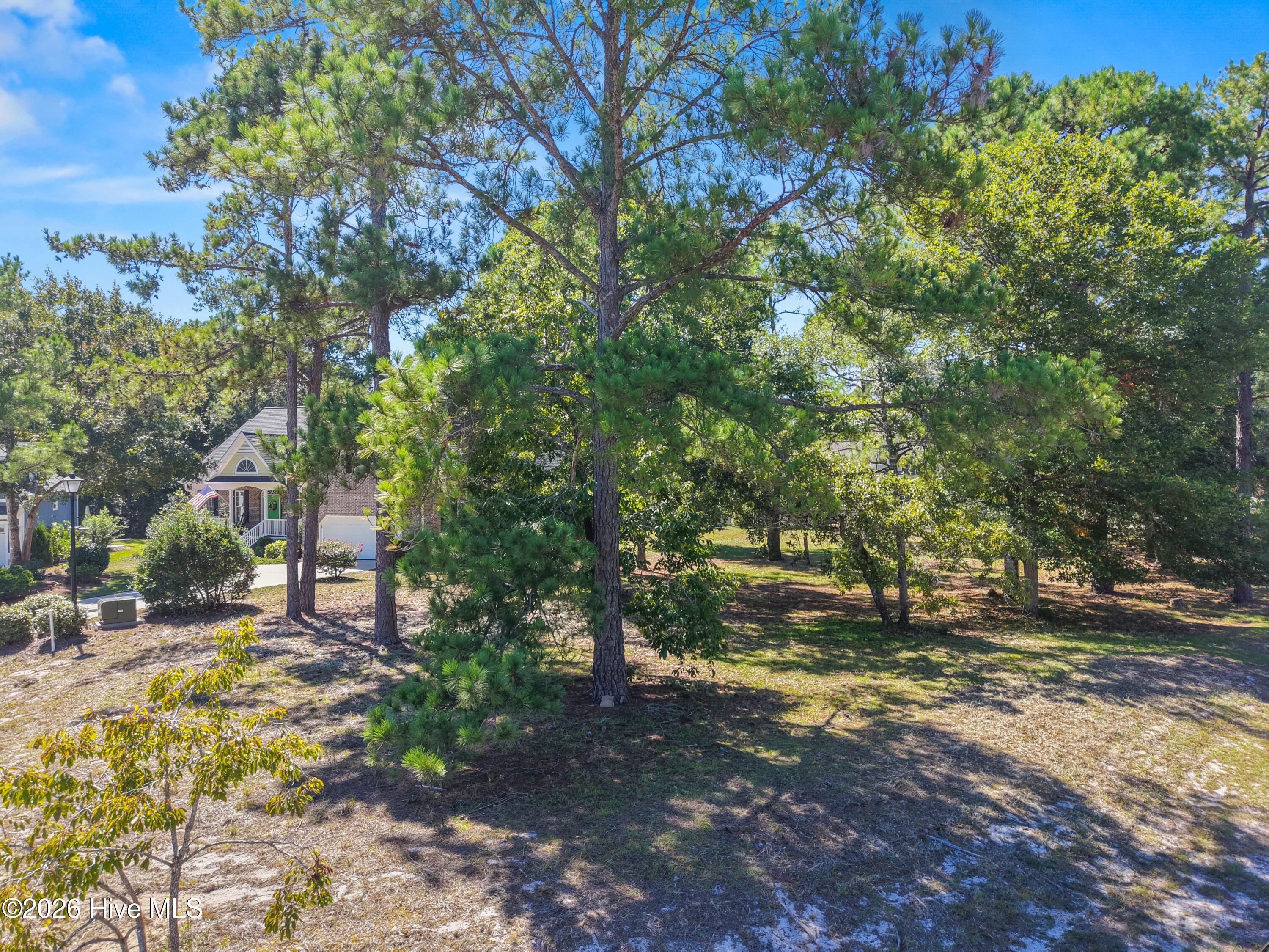 Residential lot shaded by mature pine trees, with a house partly visible through the trees.