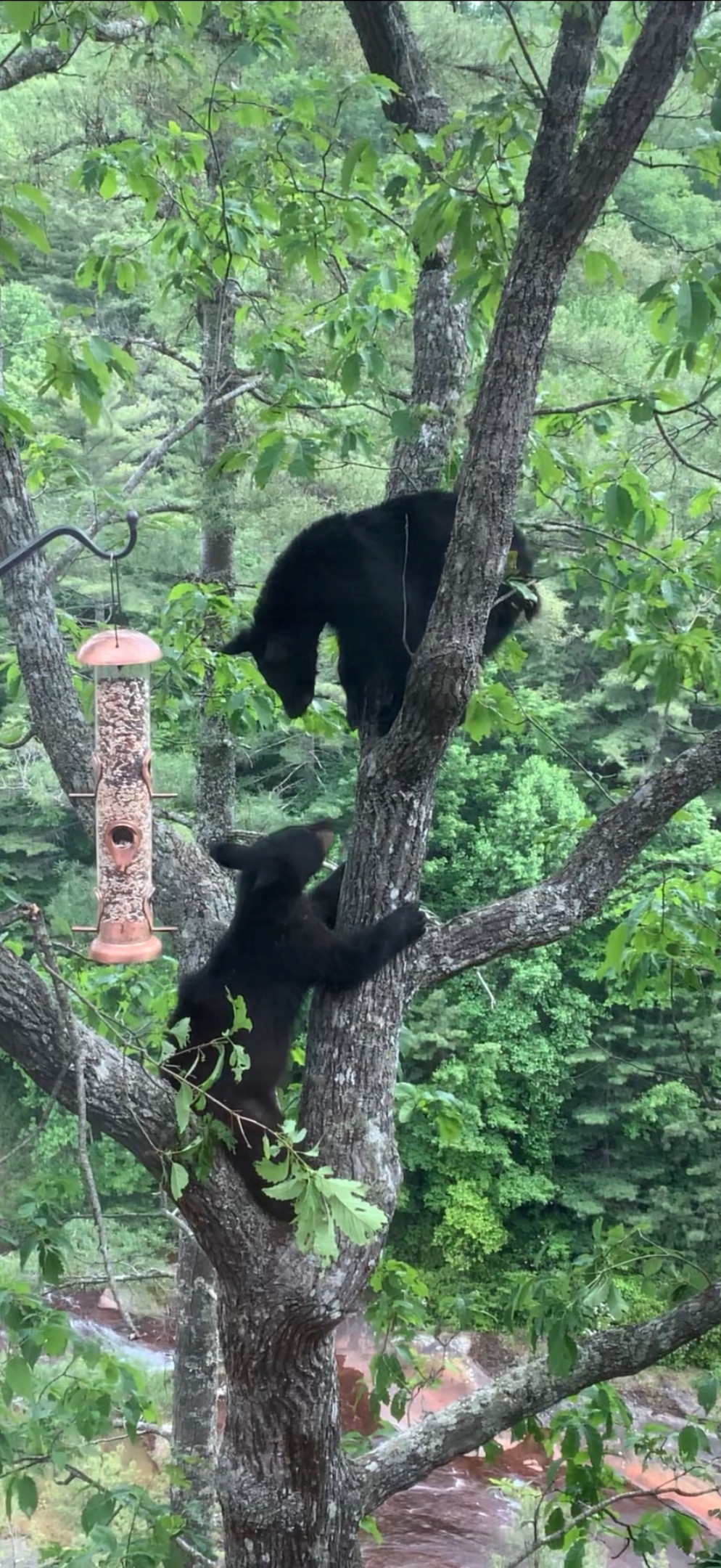 221 Toxaway Falls Drive 1A