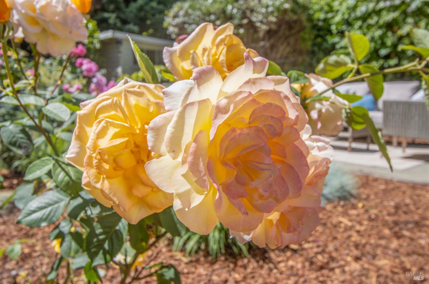 101 Bolinas Avenue