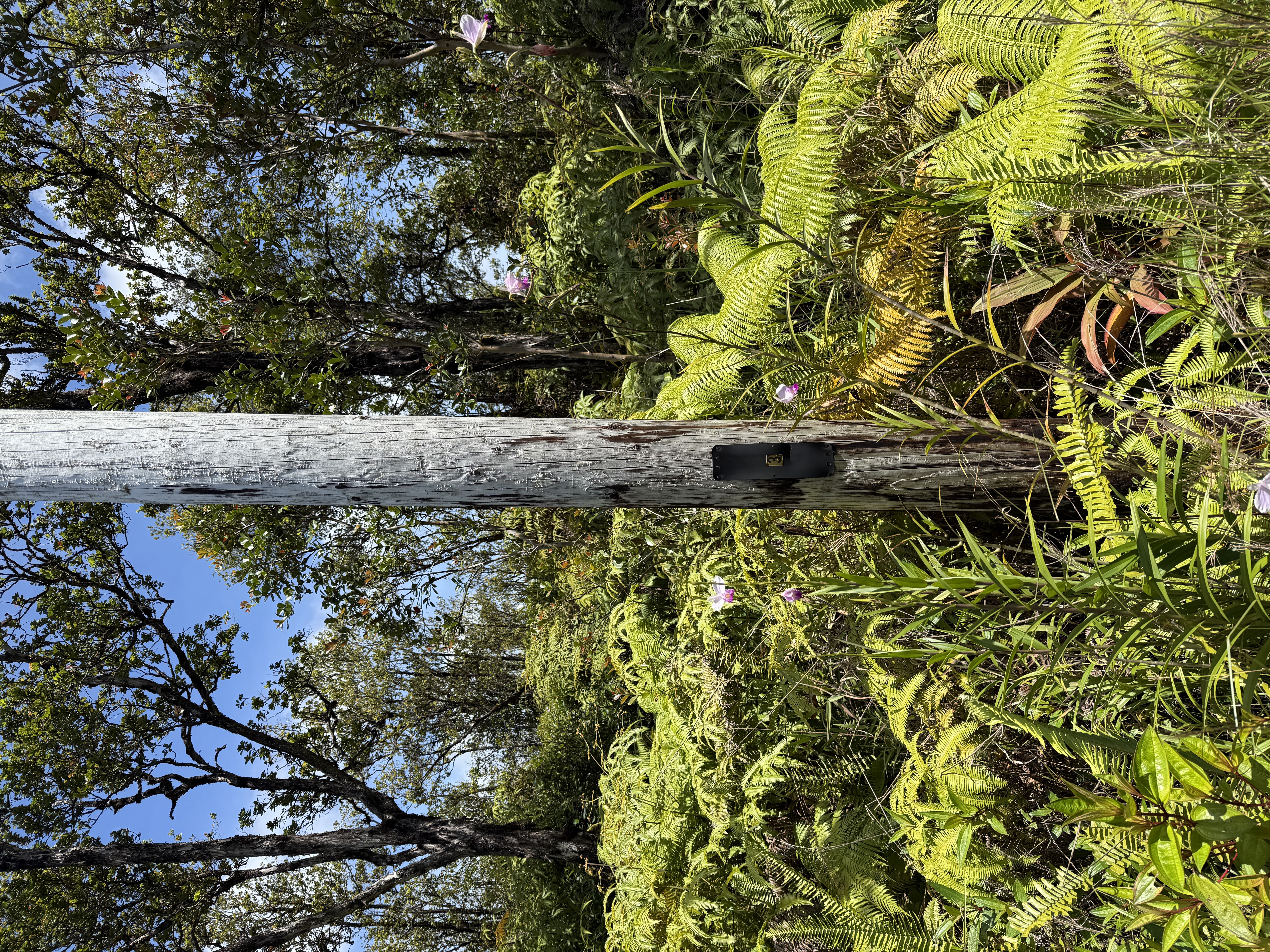 WAILELE ST