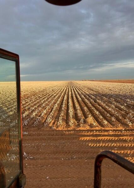 Cultivated field with long crop rows stretching toward the horizon, seen from a vehicle cab.