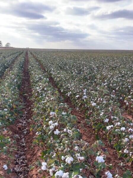 Cotton field with long rows of plants beneath a cloudy sky.