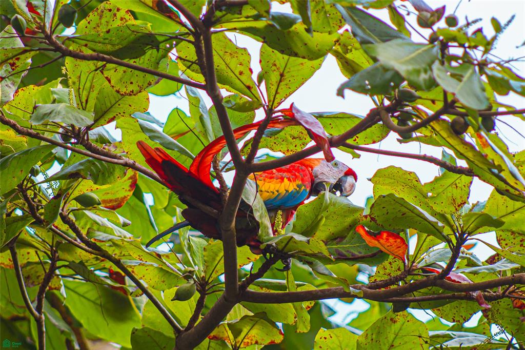 Nido Escondido, Playa Dominical
