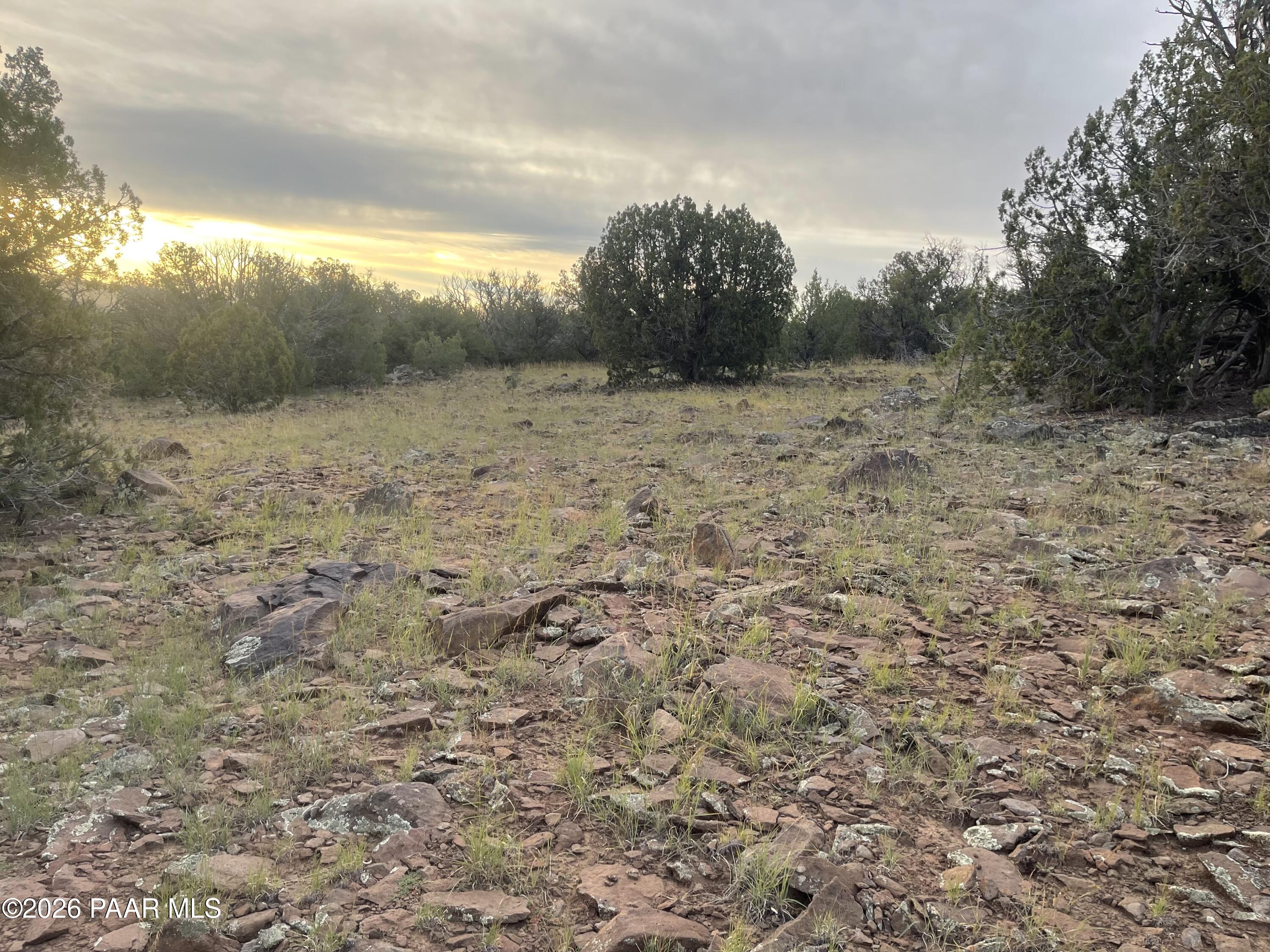 Rocky vacant lot with sparse grass and juniper trees at sunset.