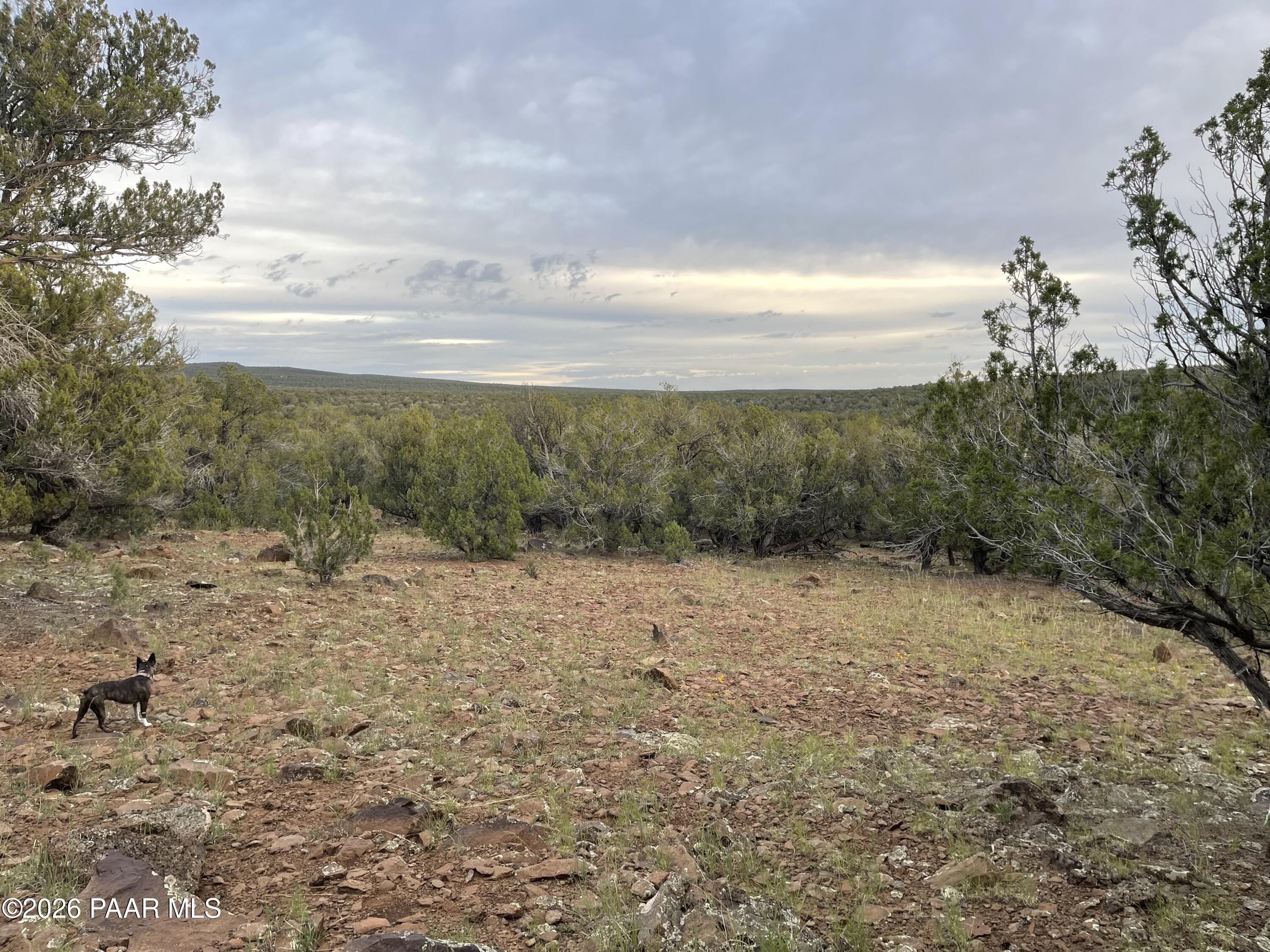 Rocky vacant land with juniper trees and a wooded horizon; a dog stands in the foreground.