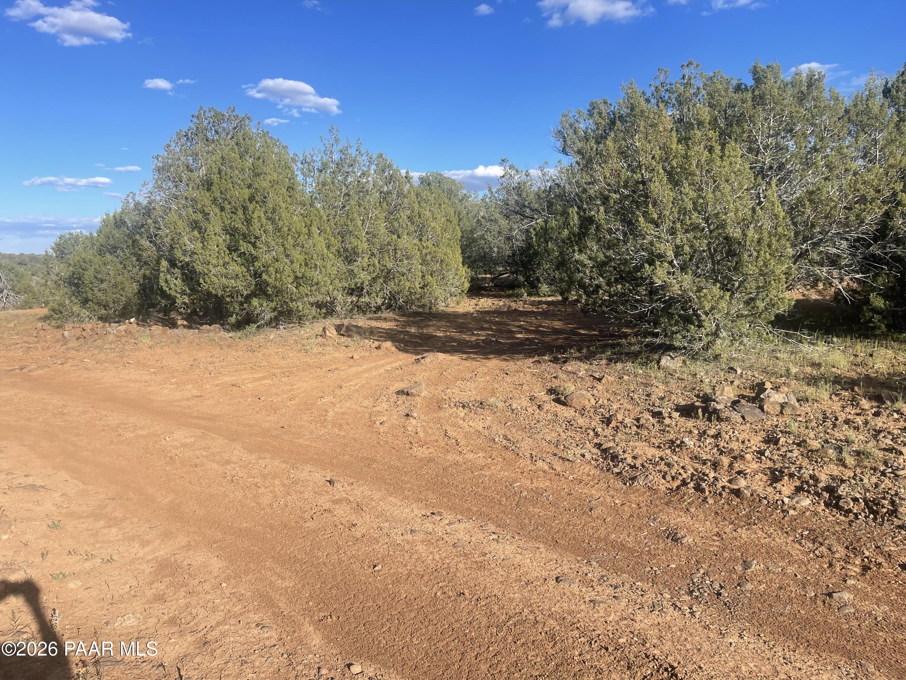Vacant wooded lot with a wide reddish dirt clearing and dense evergreen trees.