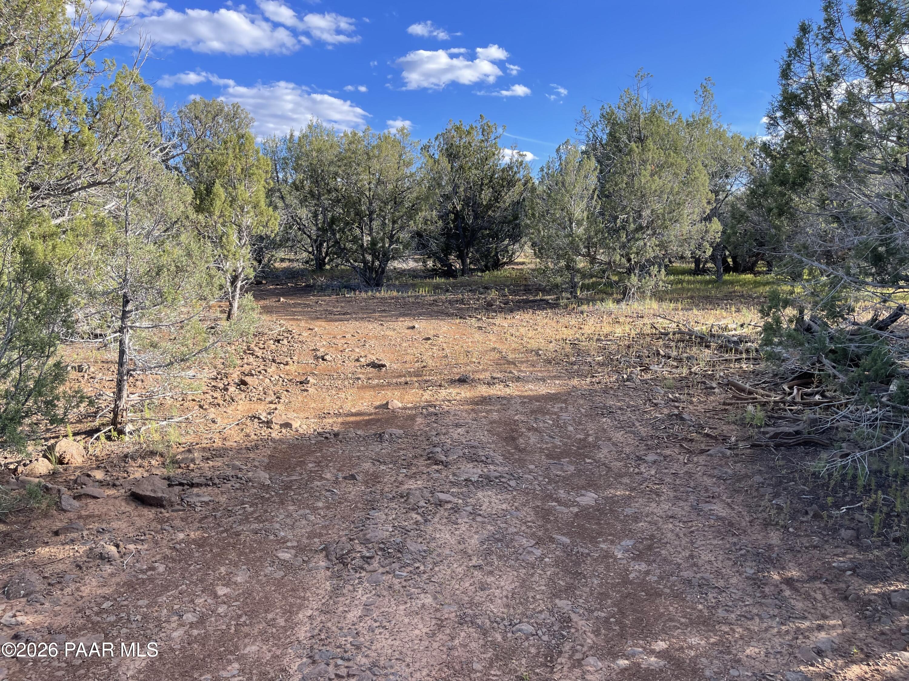 Vacant wooded land with a rocky clearing and scattered evergreen trees.