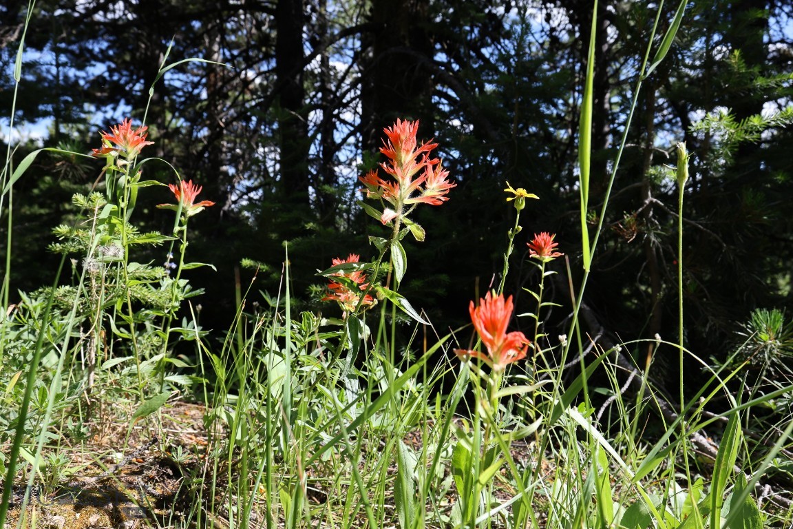 TBD Beehive Basin Road