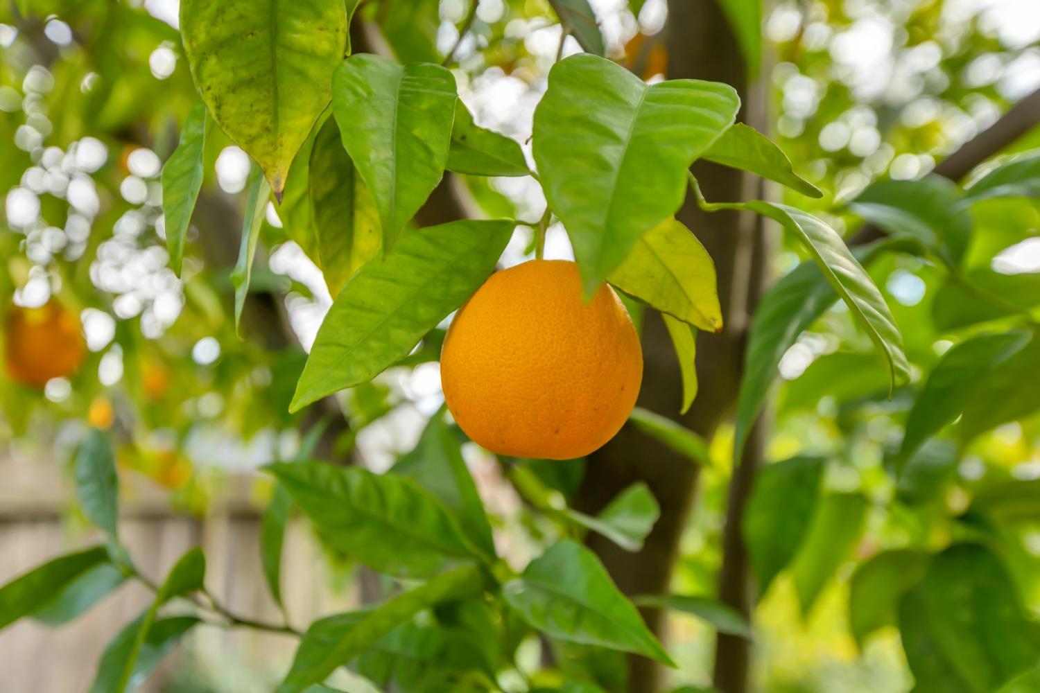 1418 Valencia Avenue