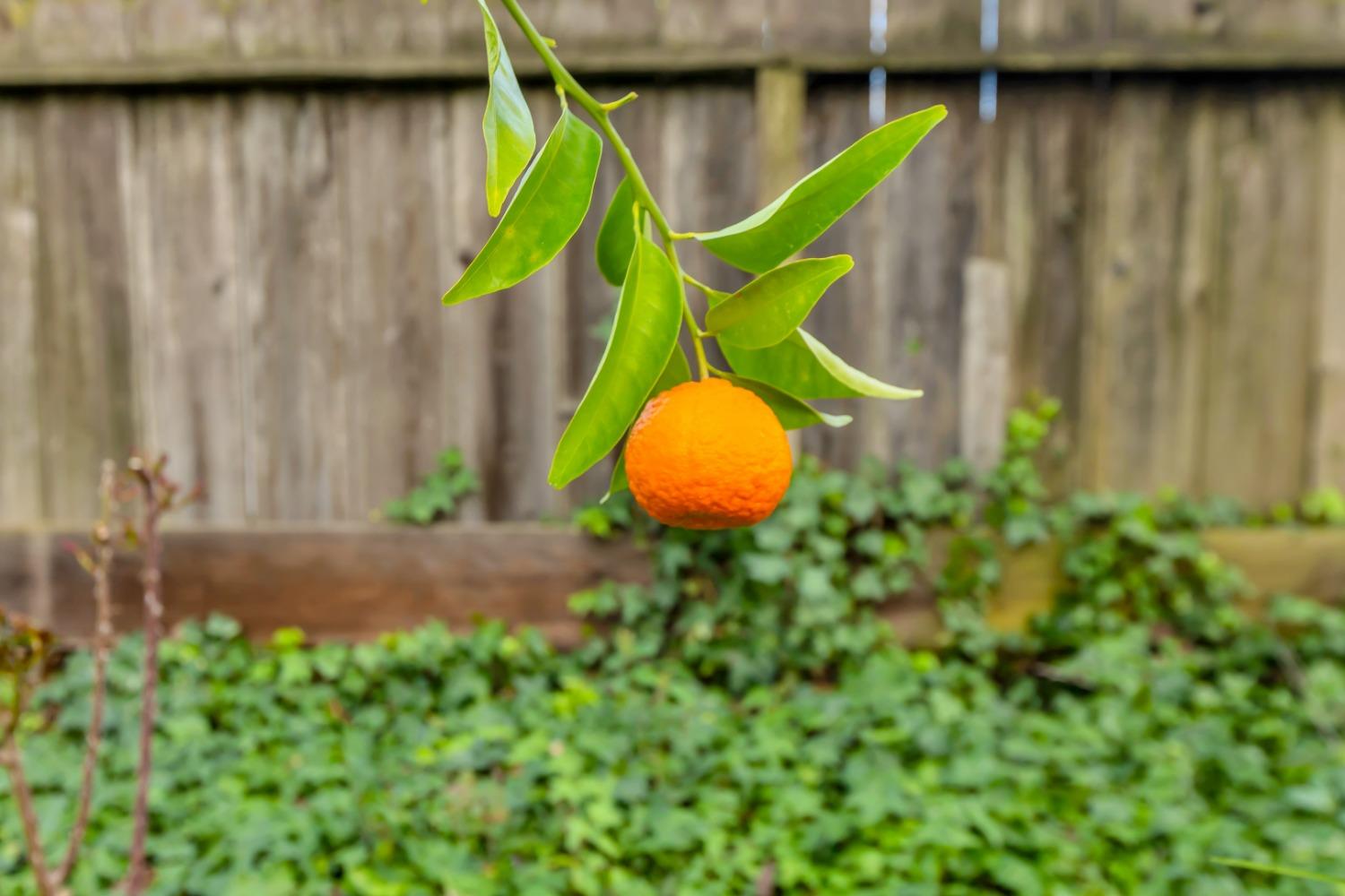 1418 Valencia Avenue