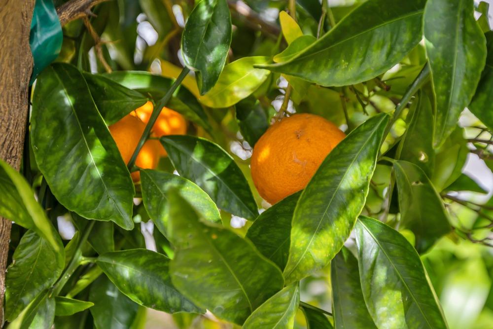 7207 Beaver Falls Way