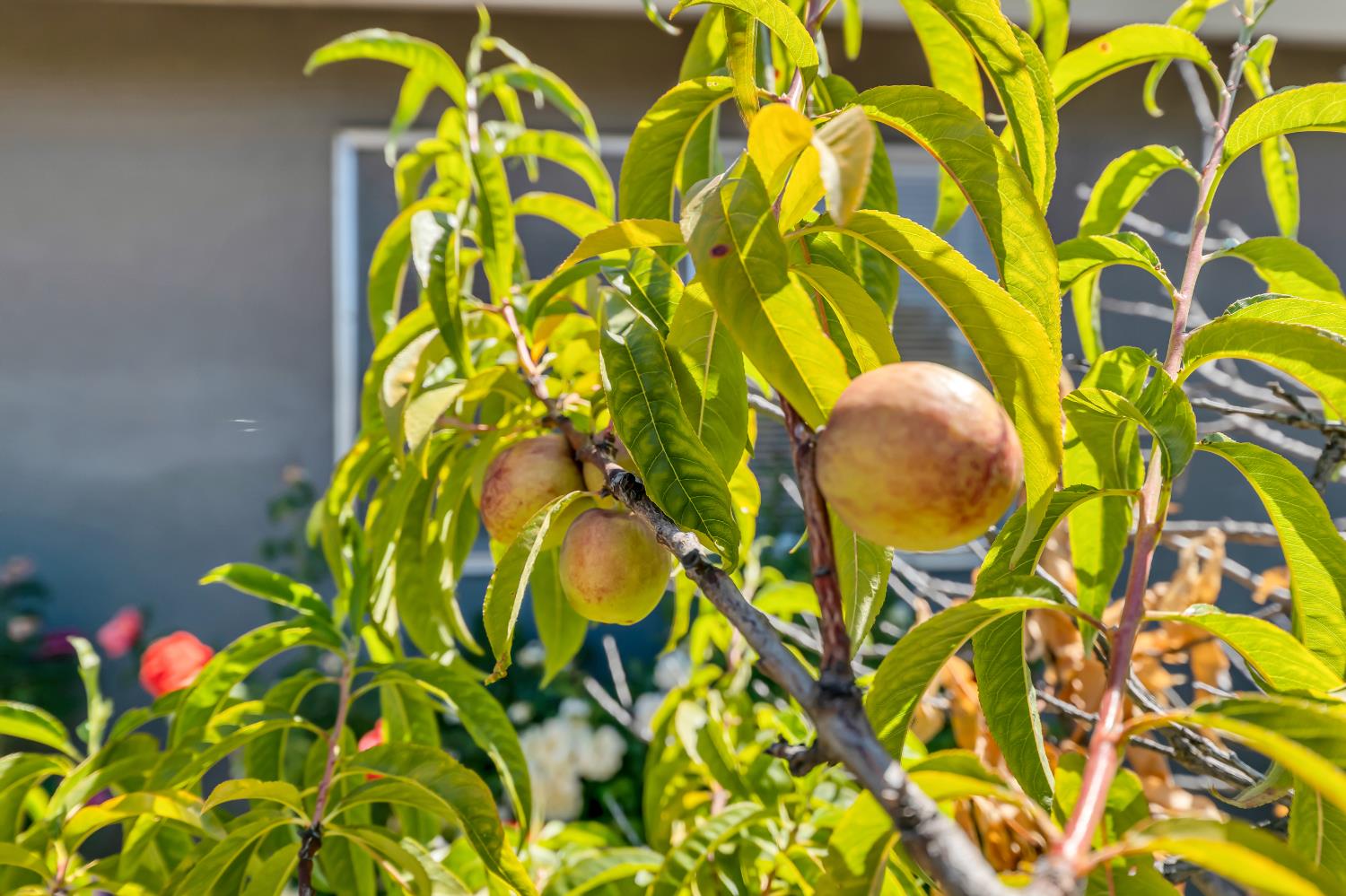 7024 Tamoshanter Way