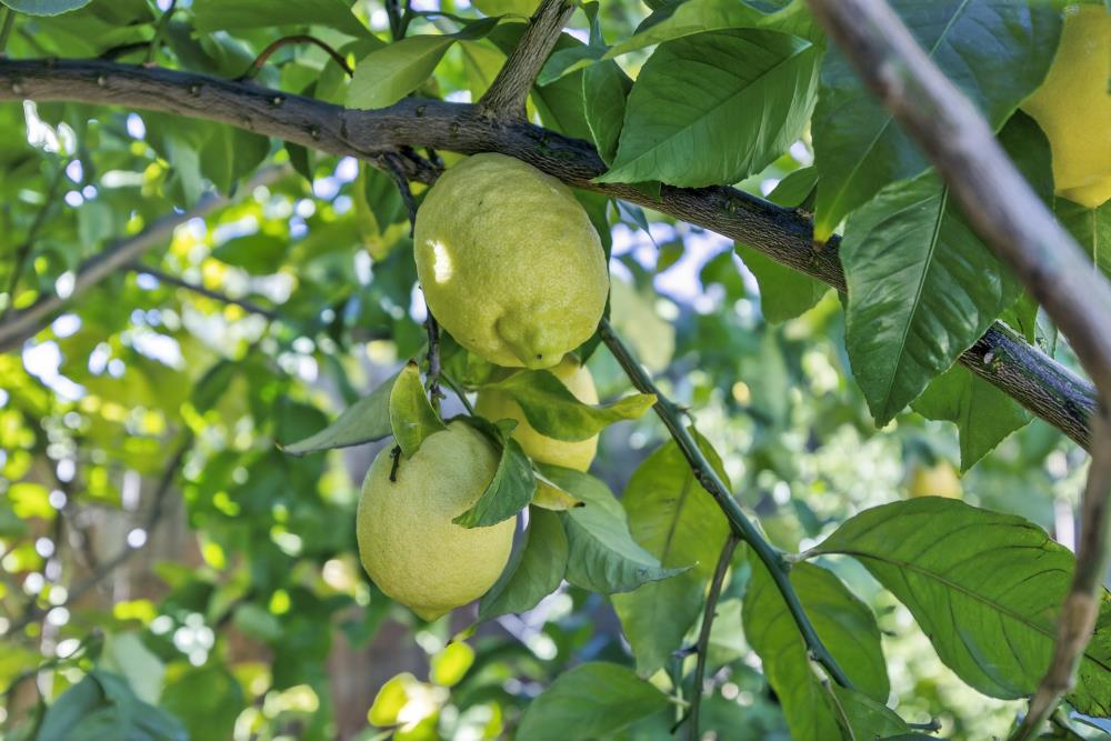 712 Mount Errigal Place