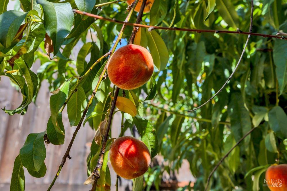 542 Coyote Hills Court