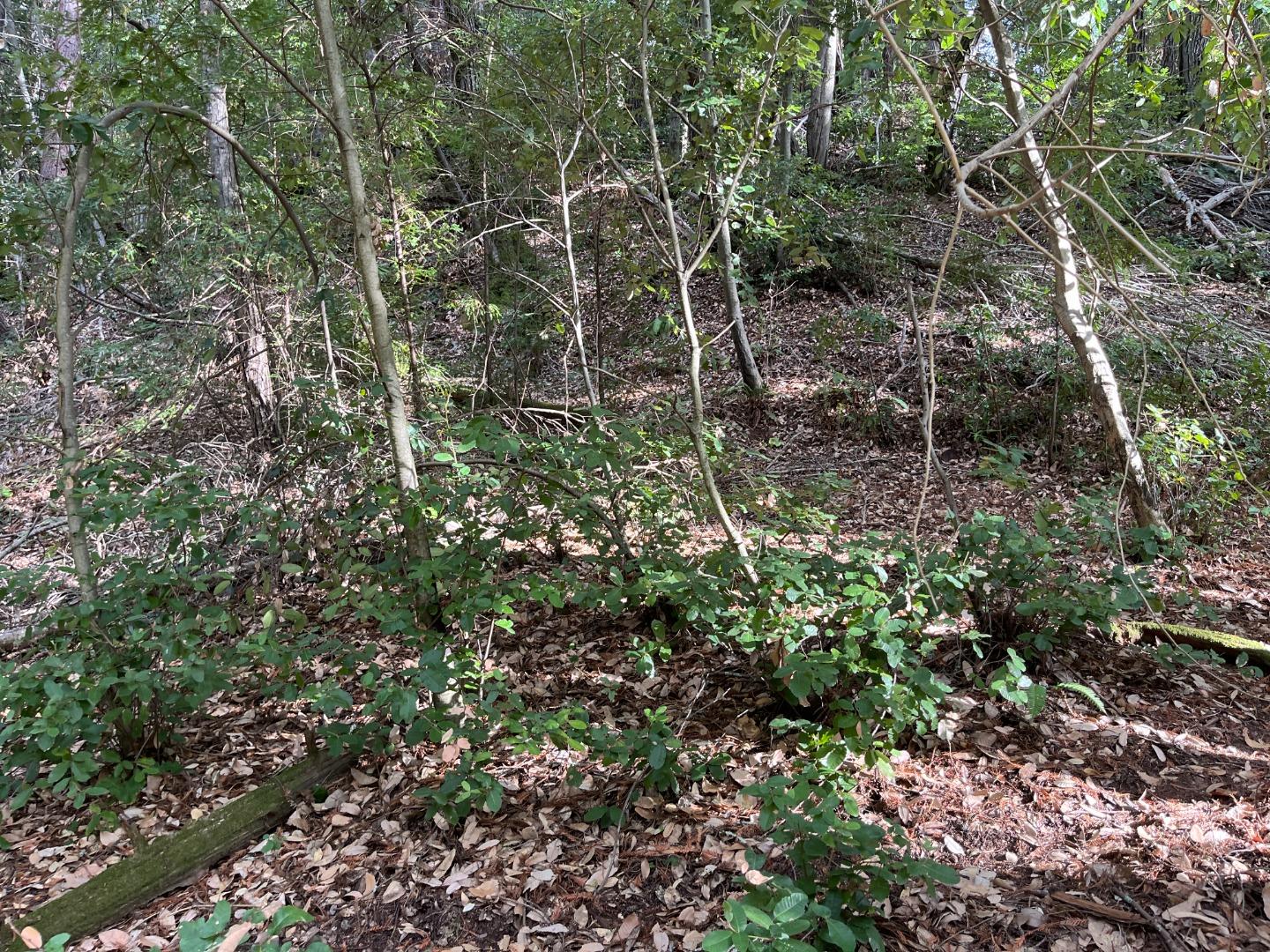 Lot 321-06 Glenwood DR