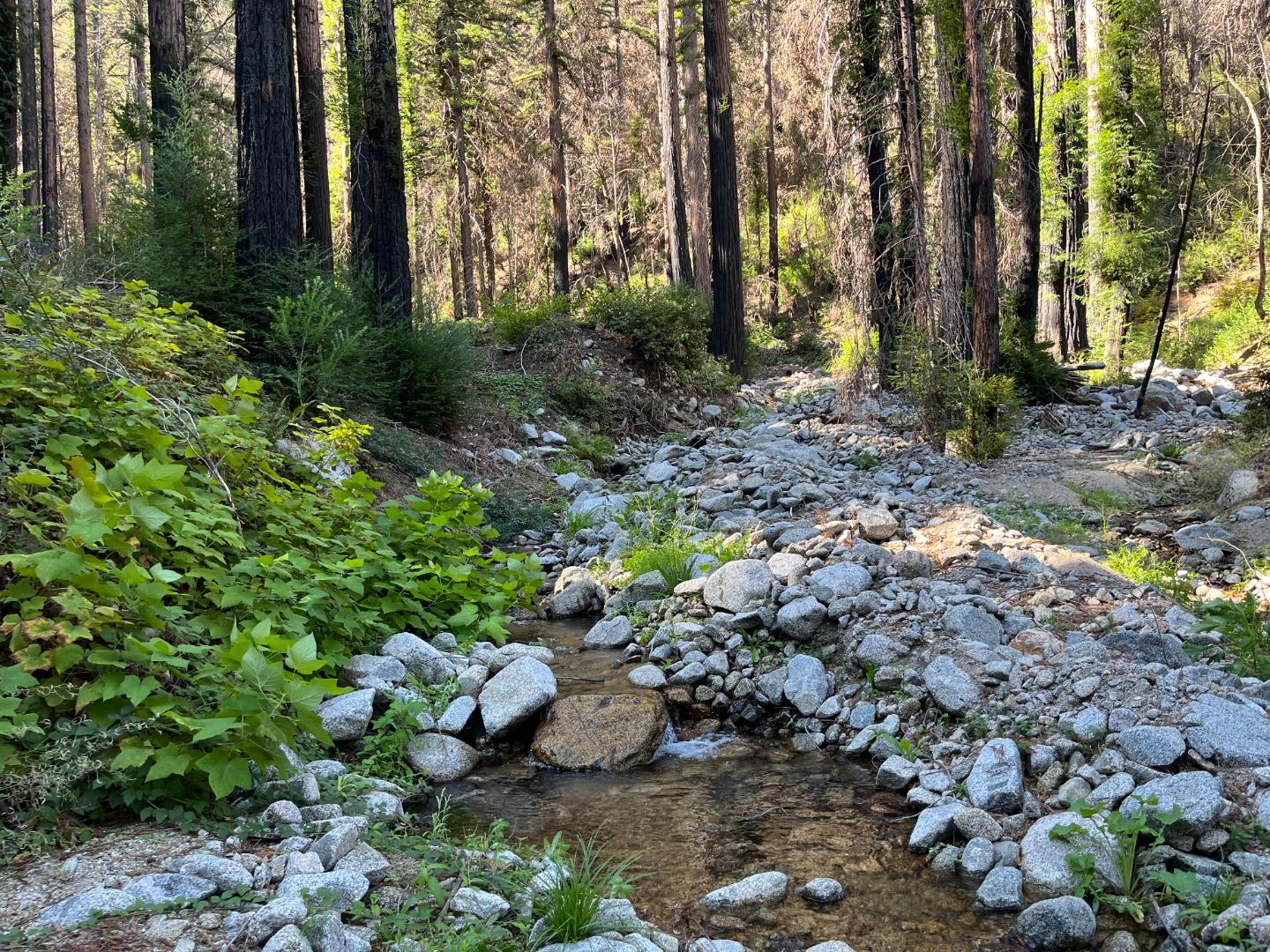 Rocky creek running through a sunlit forest of tall trees and green shrubs.