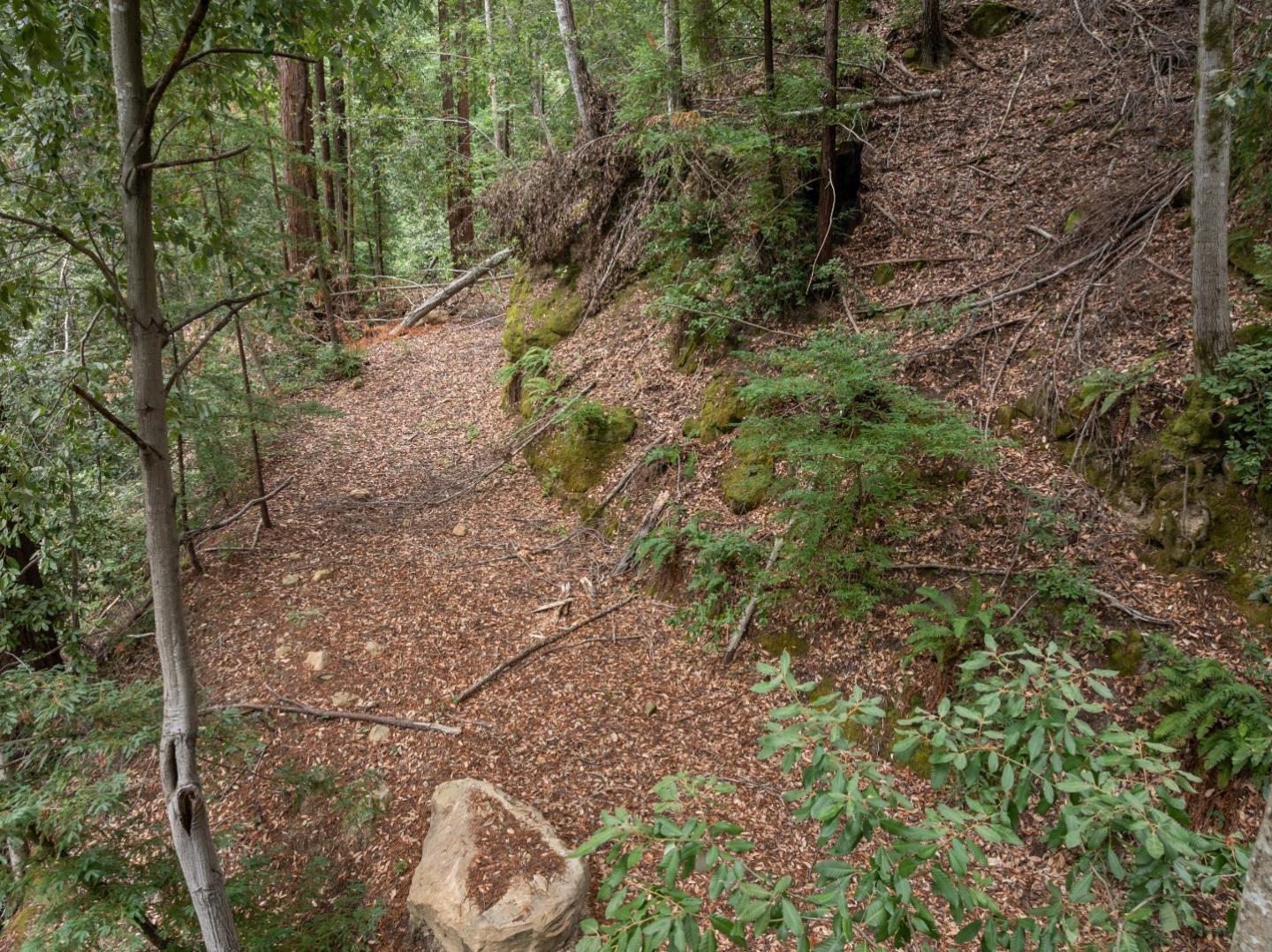A leaf-covered trail winds through a wooded hillside among mossy rocks and ferns.