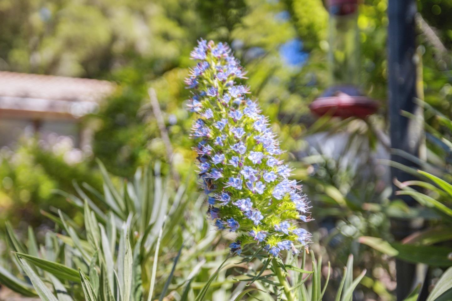 355 Santa Cruz Street