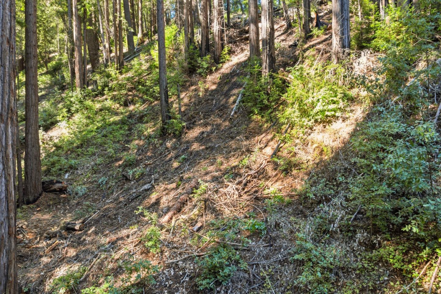 Wooded hillside with tall trees, green undergrowth, and fallen branches.