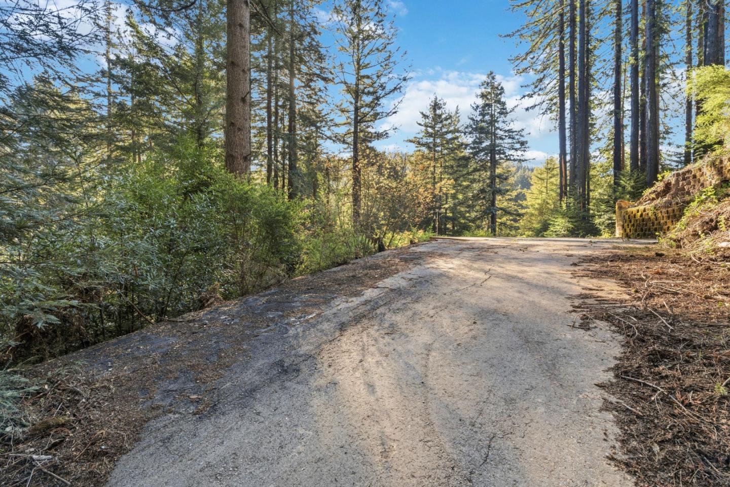 Unpaved road through tall forest trees, with a stone retaining wall along the right side.