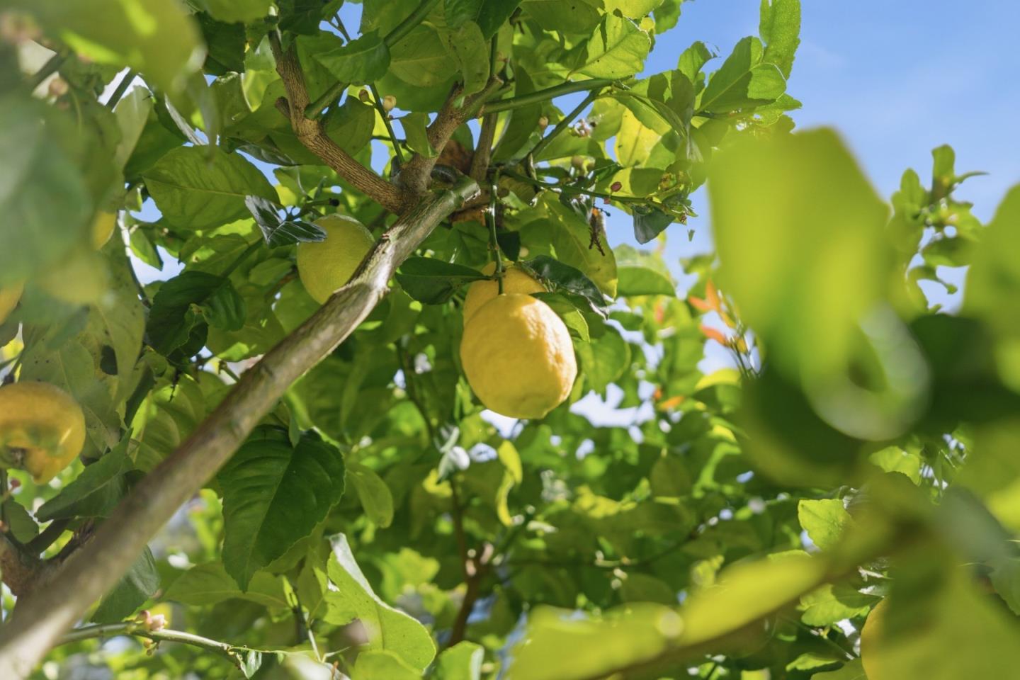 10931 Sequoia Avenue