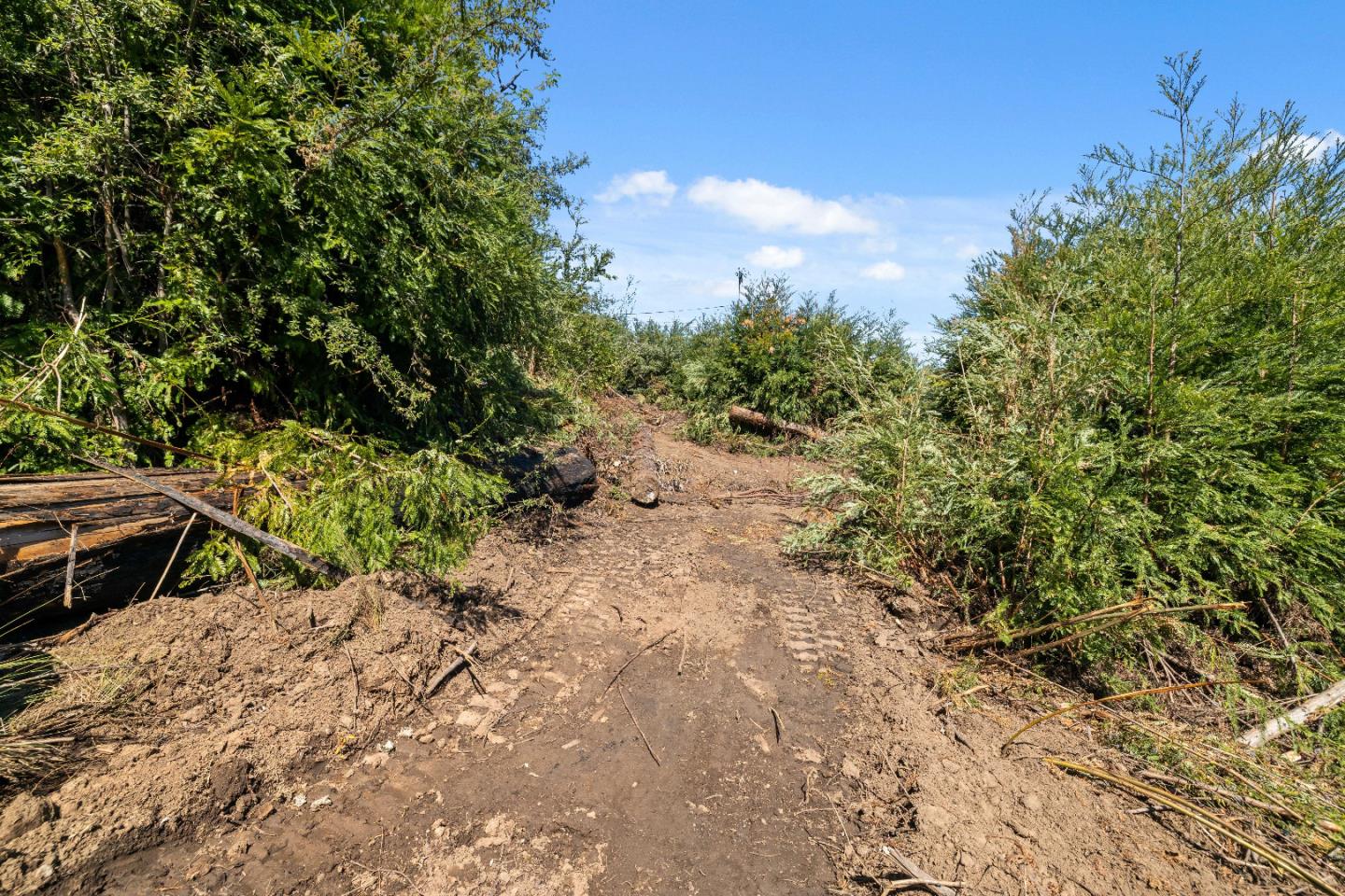 122 Cypress Tree Lane