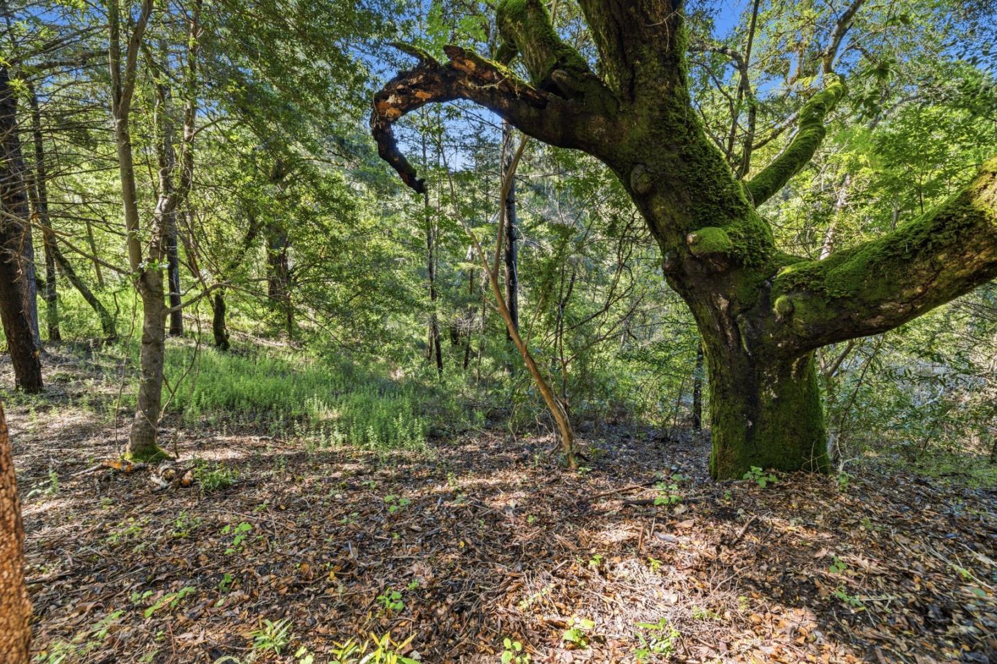 Wooded property with a large moss-covered tree and sunlight filtering through the leafy canopy.