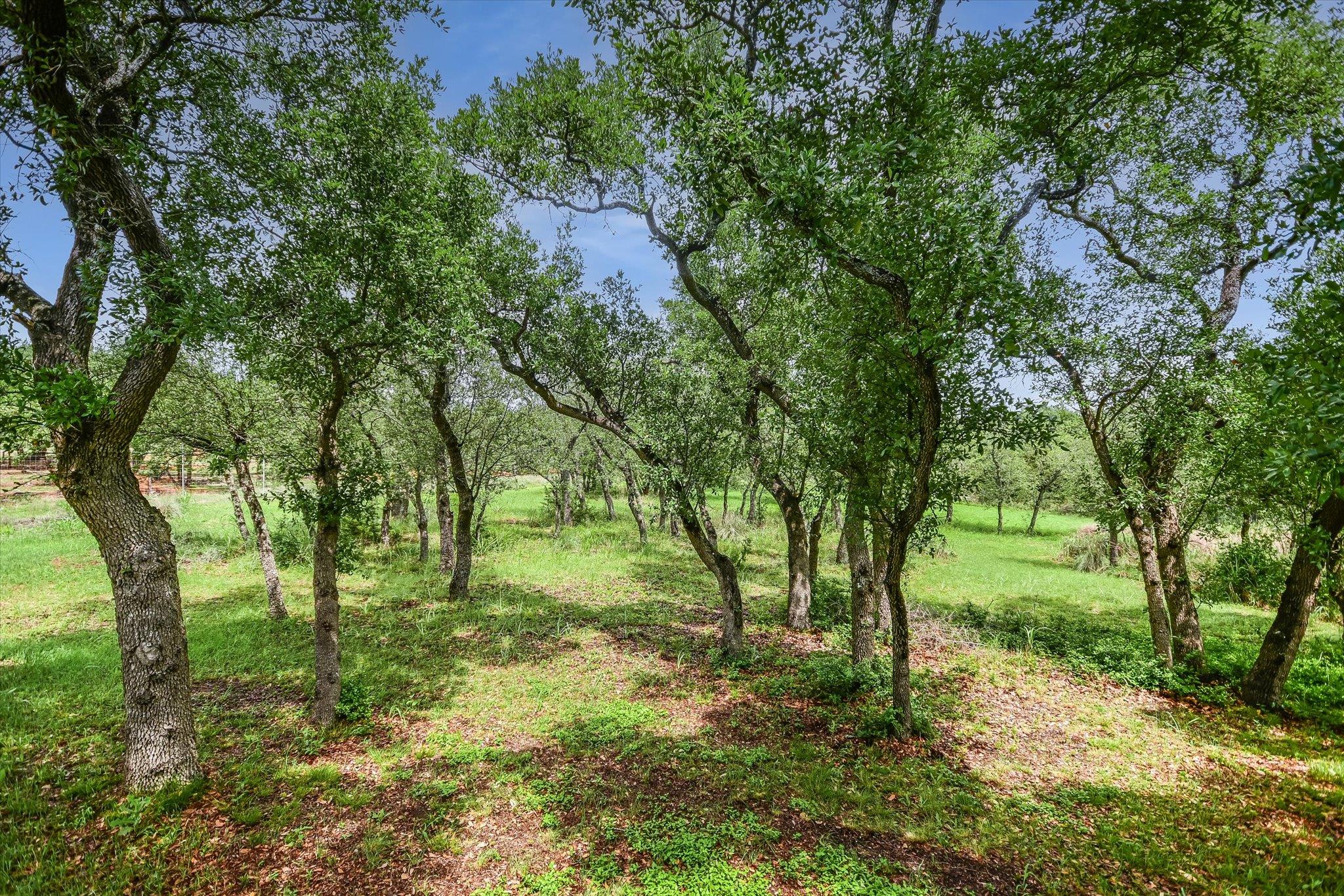 10809 Albero CV